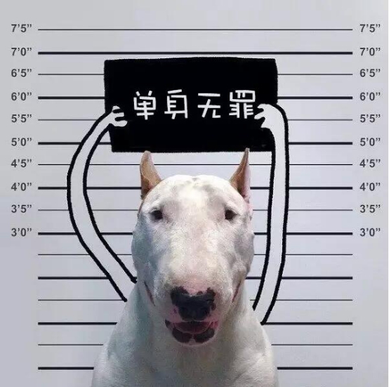 残疾狗的宣言:单身无罪! -- @房地内参 半求工作